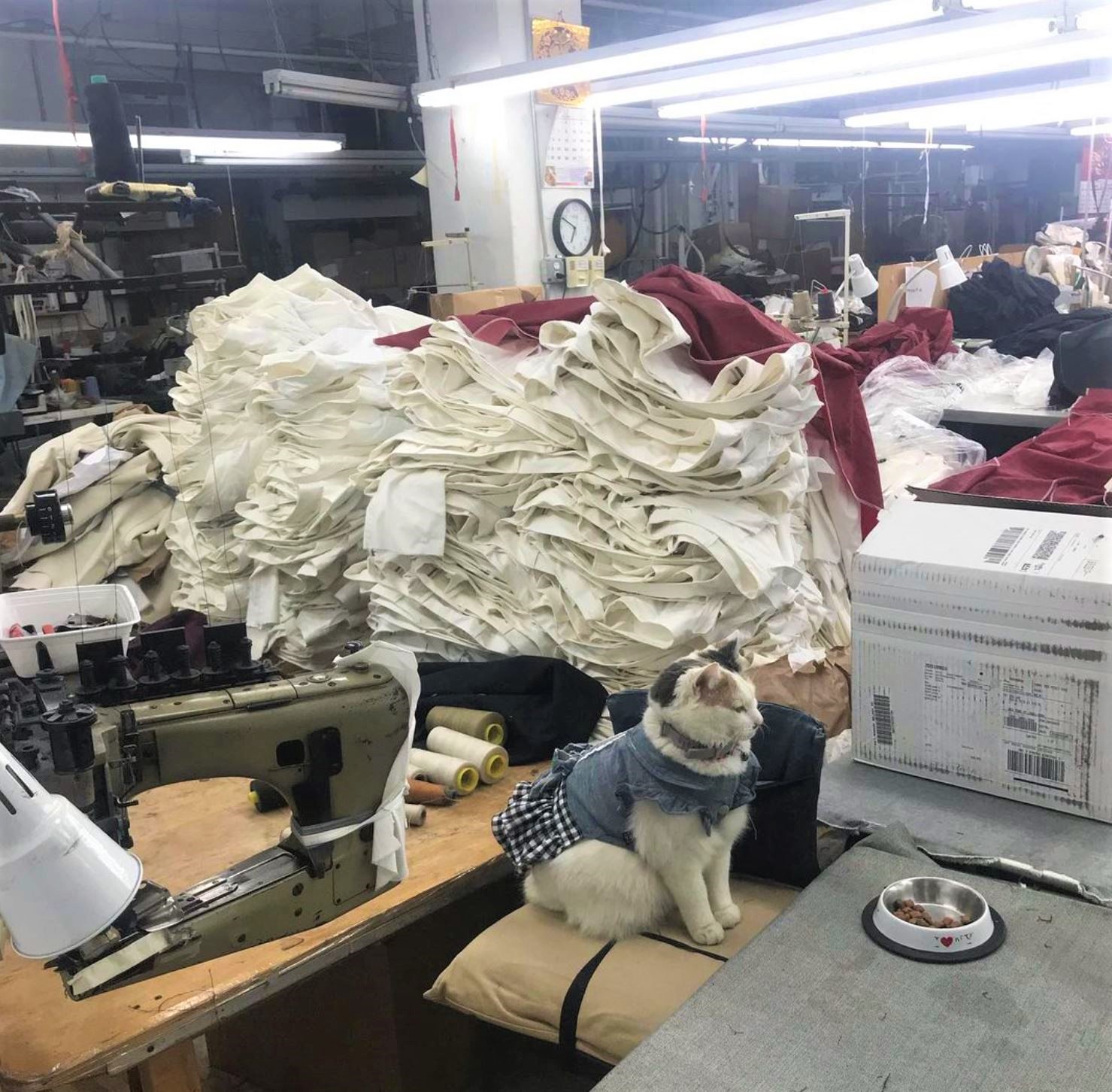 Faces of the Garment District Caroda Inc. Company Cats